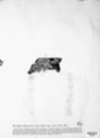 Rosellinia desmazieri image
